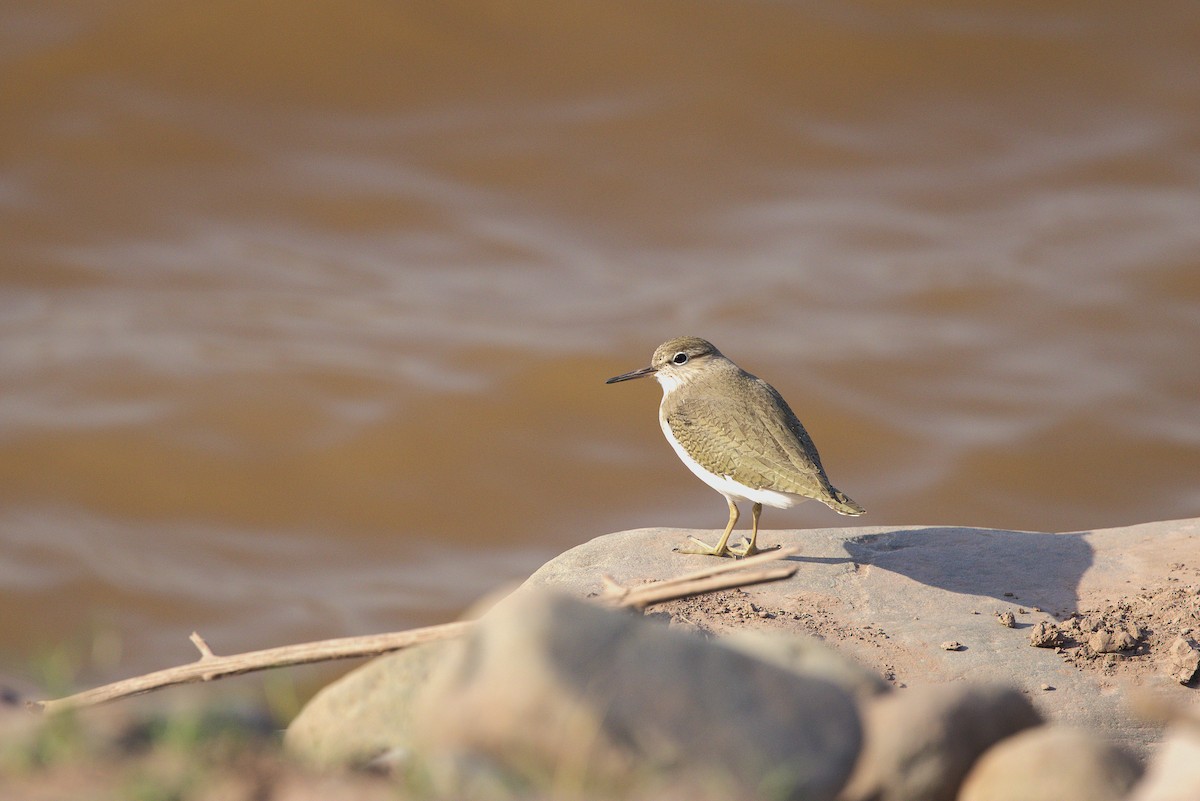 Common Sandpiper - ML634924621