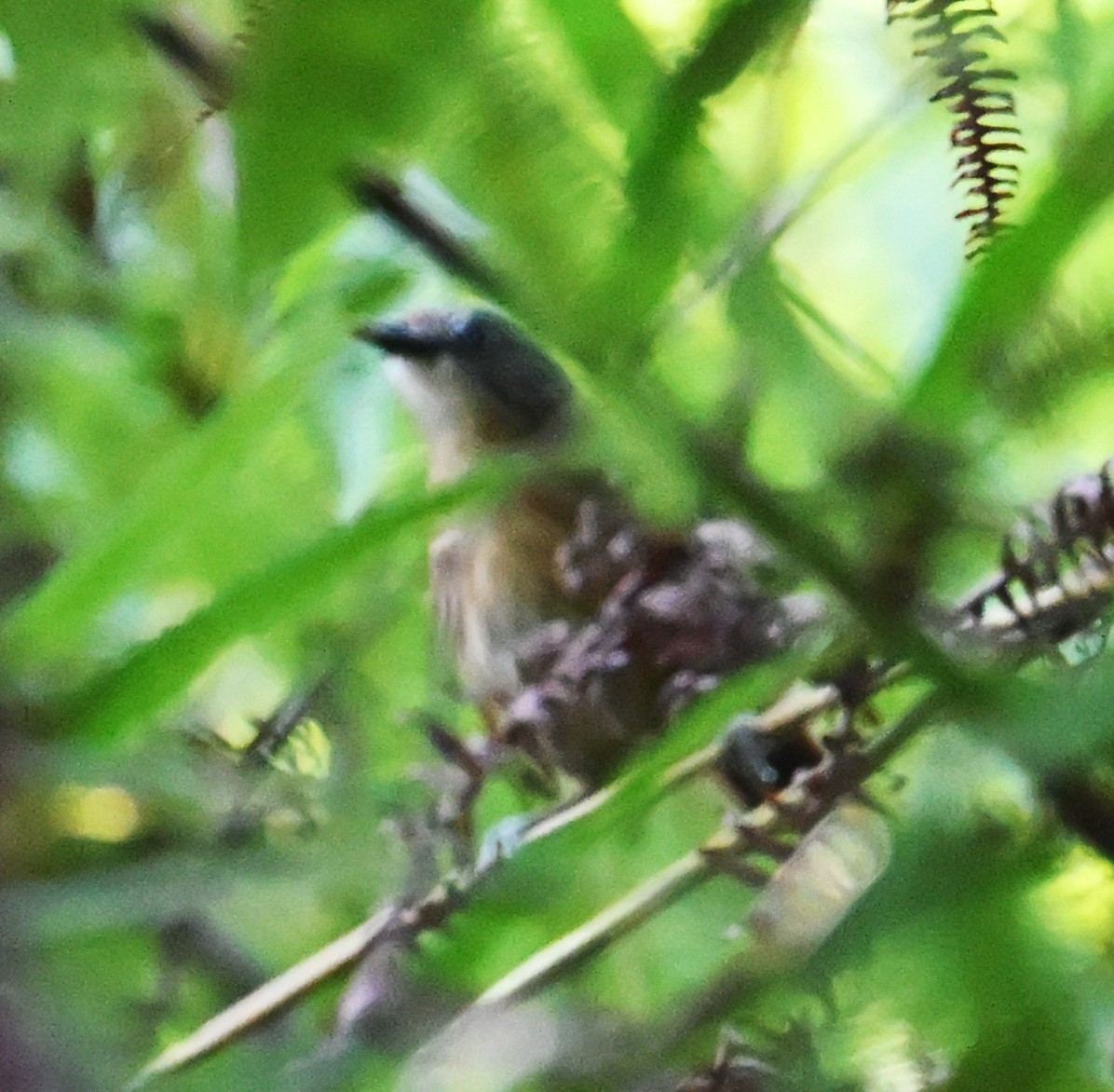 鳥類 - ML634924642
