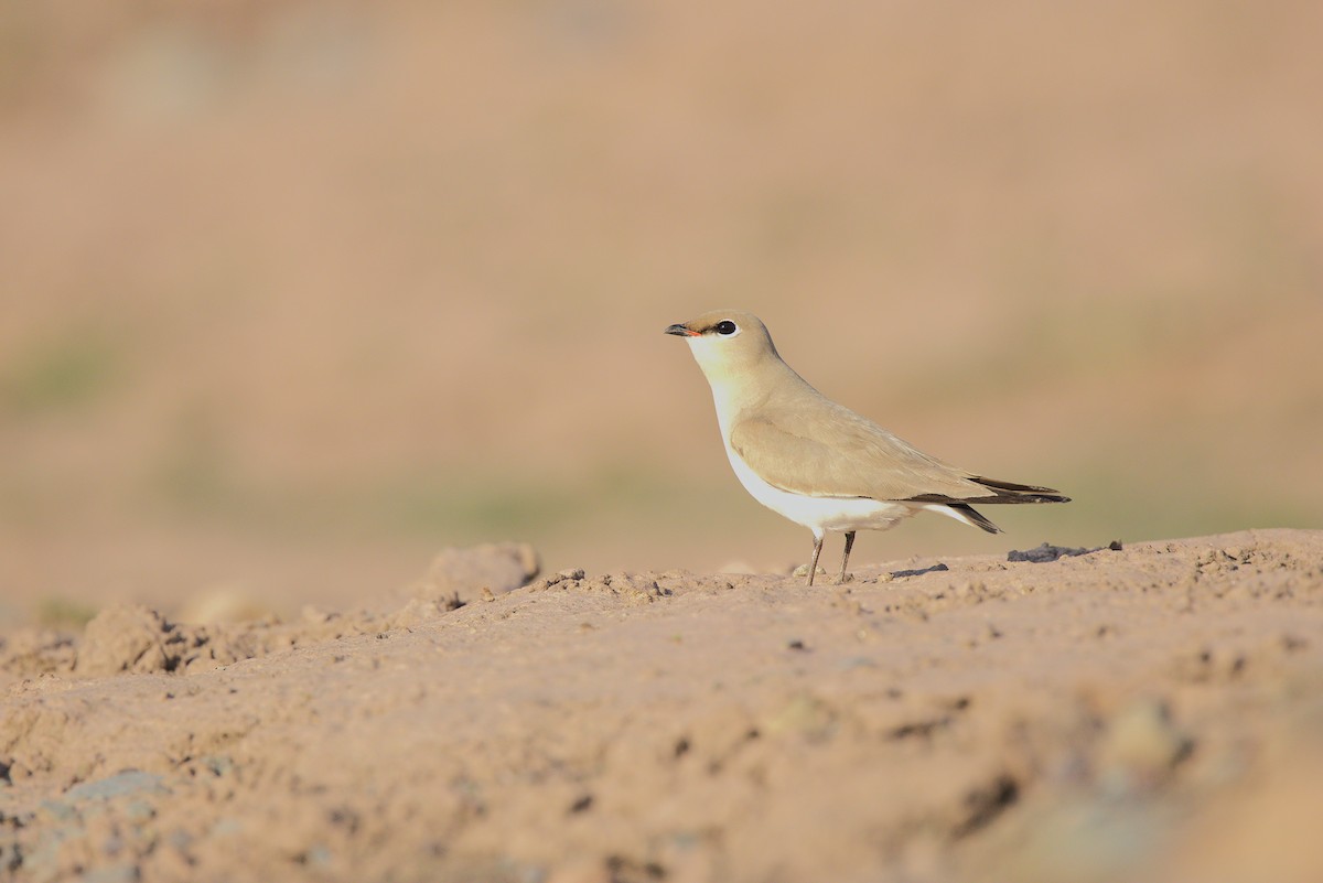 Small Pratincole - ML634924657