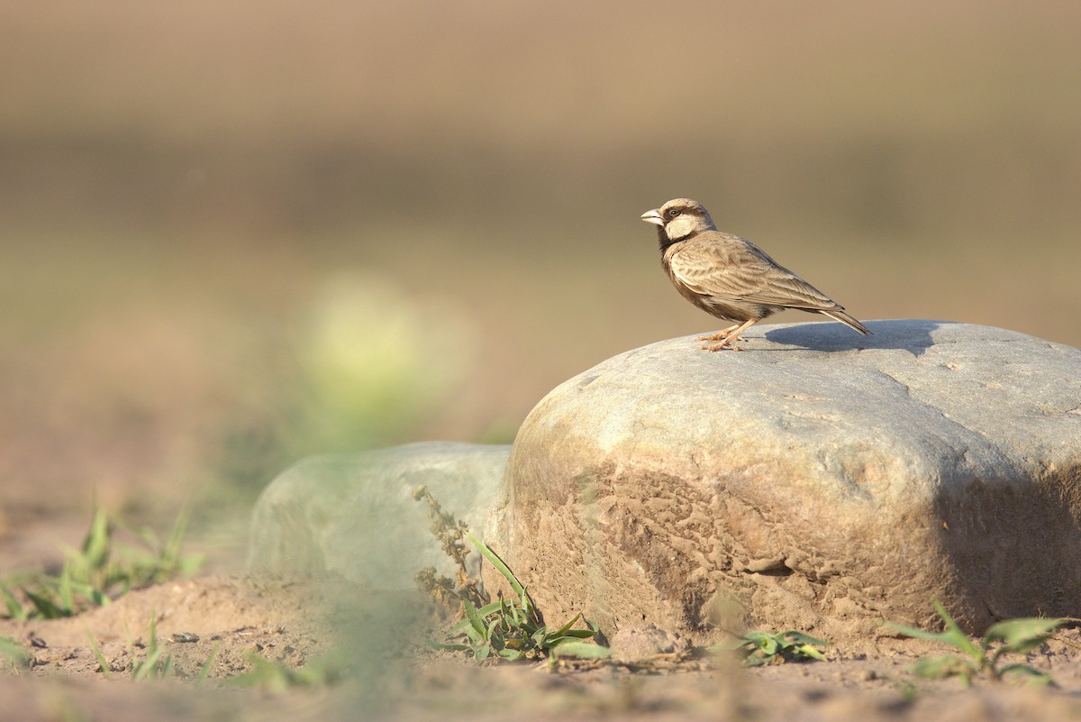 Ashy-crowned Sparrow-Lark - ML634924667