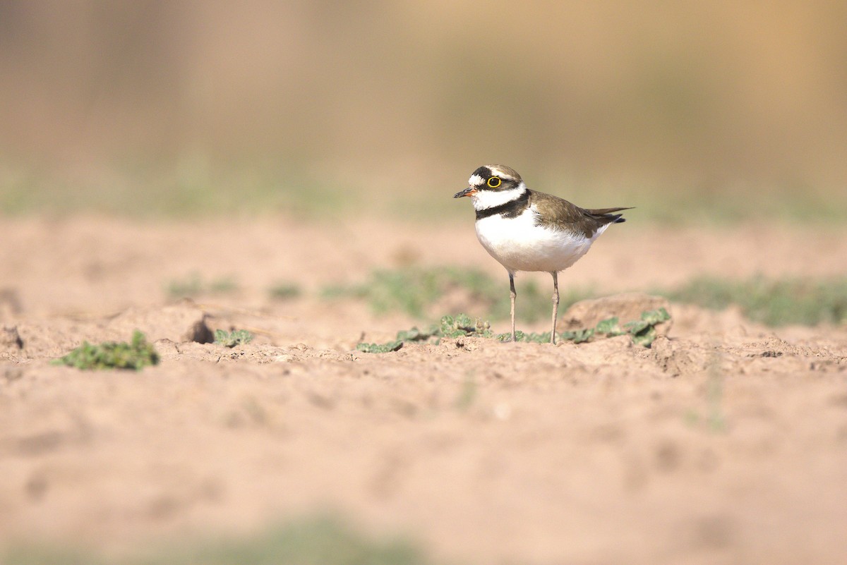 Little Ringed Plover - ML634924675