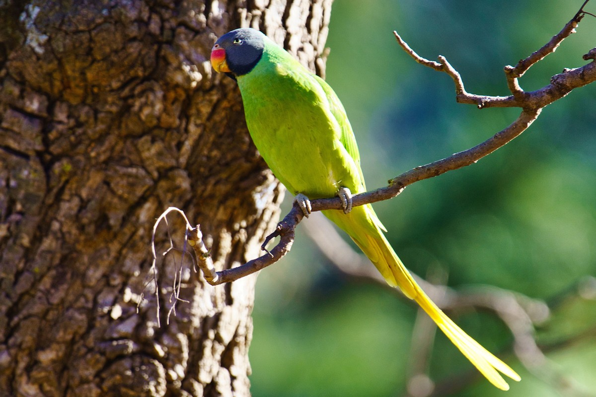 Slaty-headed Parakeet - ML634924735