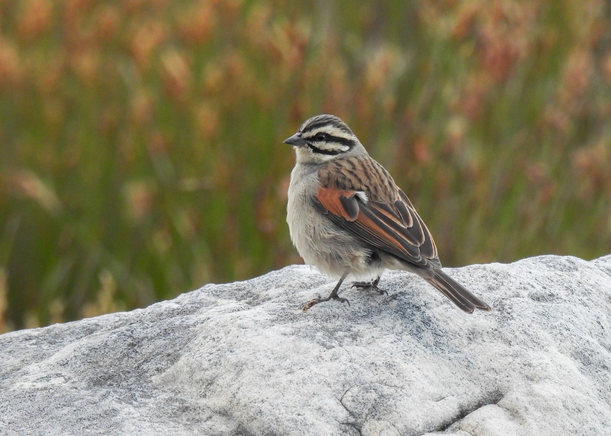 Cape Bunting (Cape) - ML634924870