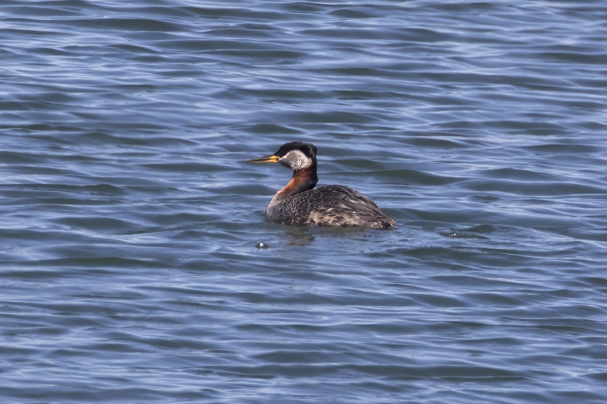 Red-necked Grebe - ML634924949