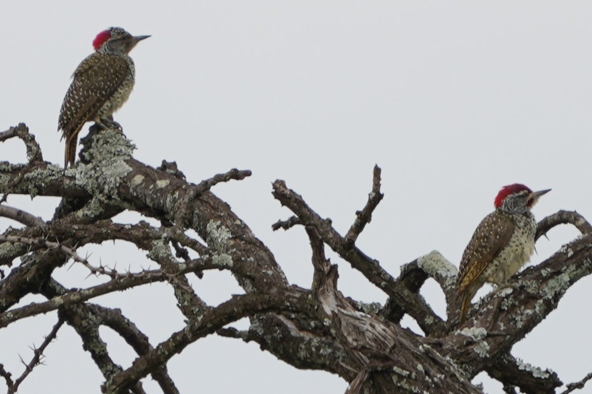Nubian Woodpecker - ML634925002