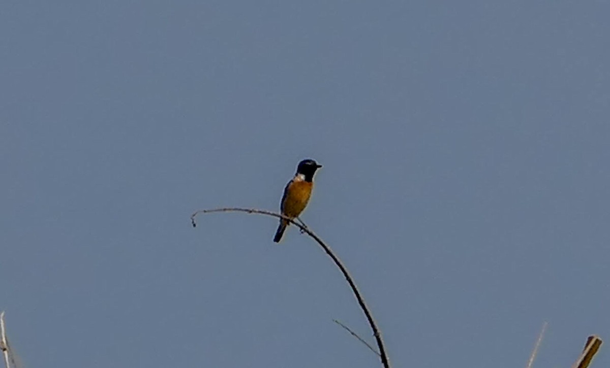 Stejnegerschwarzkehlchen - ML634925021