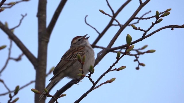 Chipping Sparrow - ML634925167