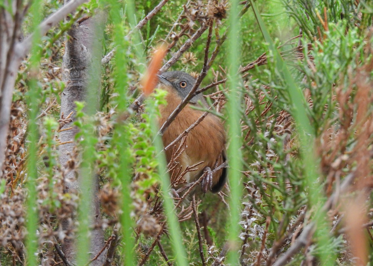Victorin's Warbler - ML634925171