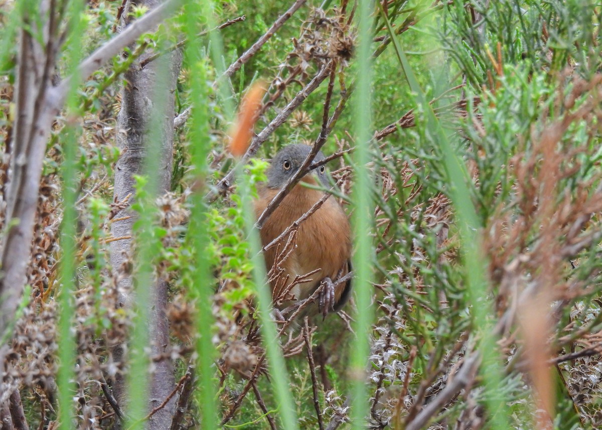 Victorin's Warbler - ML634925172