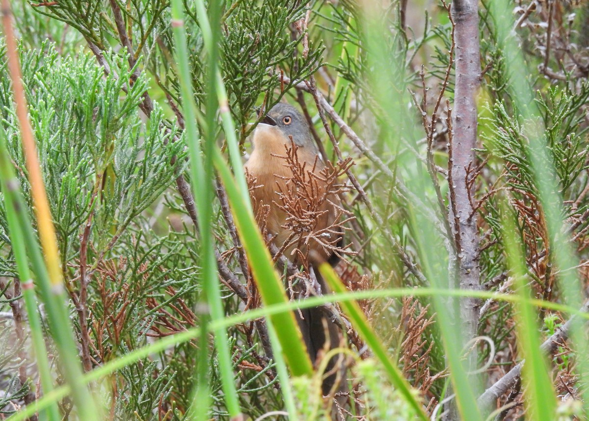 Victorin's Warbler - ML634925173