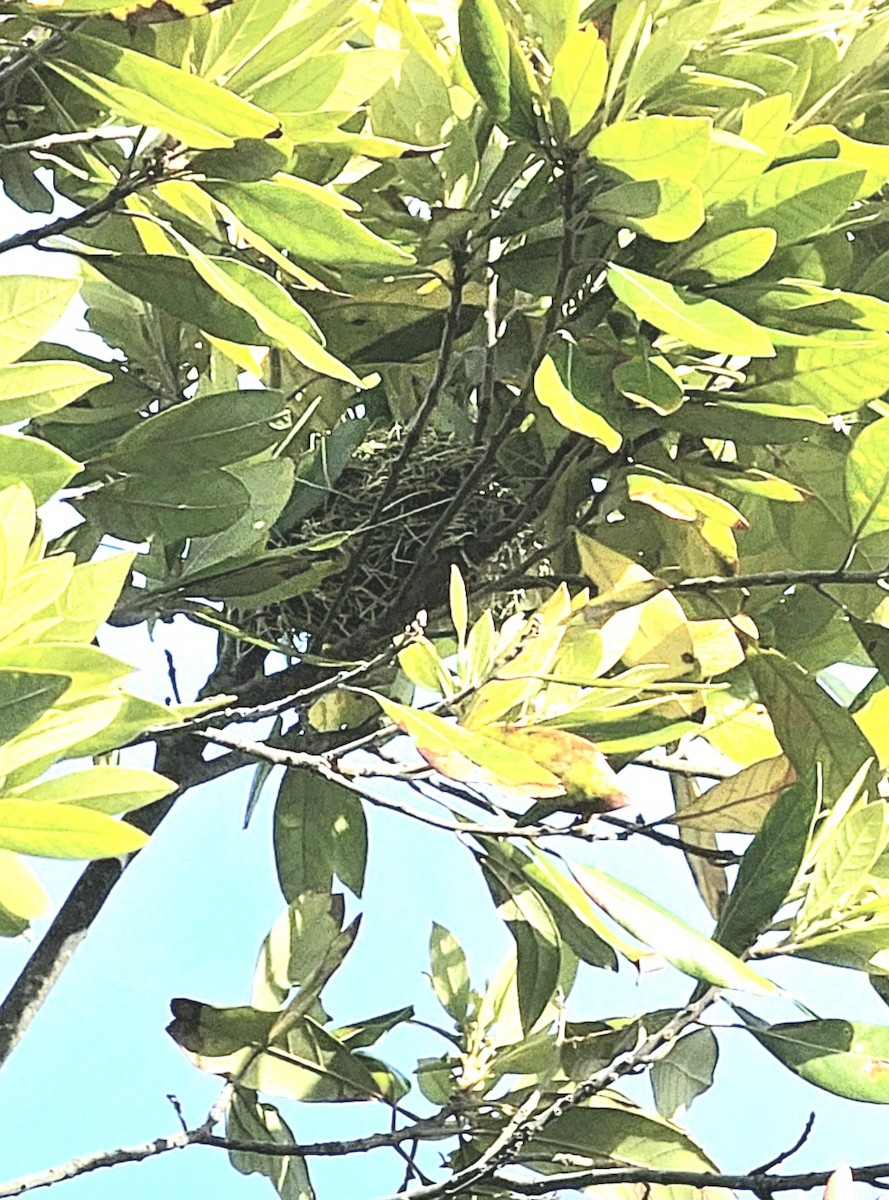 Orchard Oriole - ML634925255