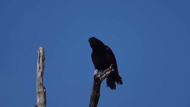 American Crow - ML634925256