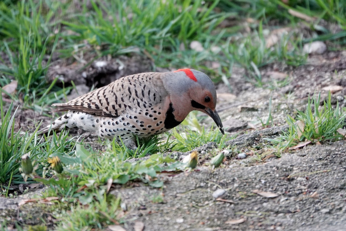 Northern Flicker - ML634925264