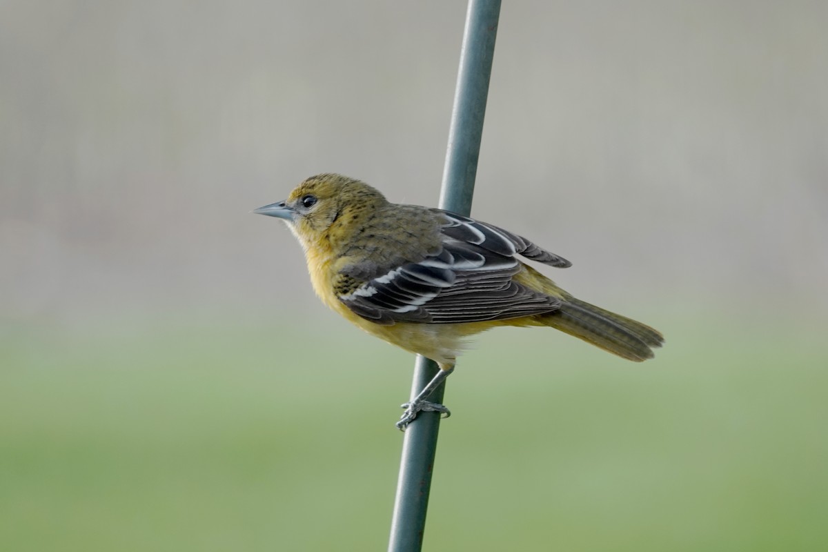 Baltimore Oriole - ML634925293