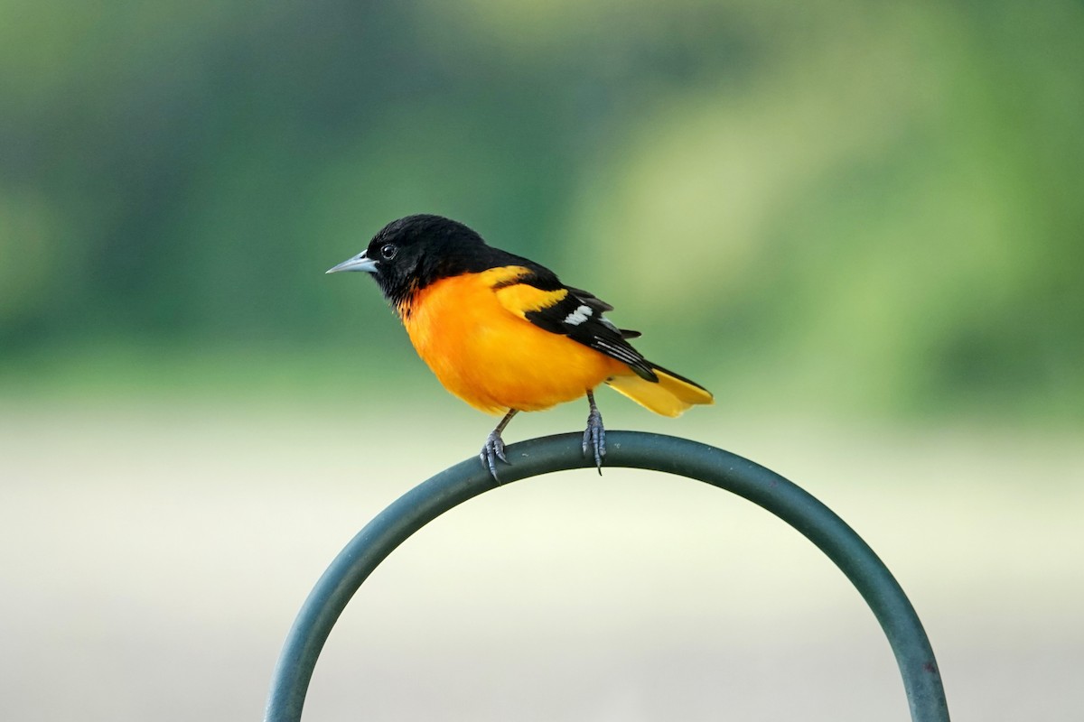 Baltimore Oriole - ML634925294