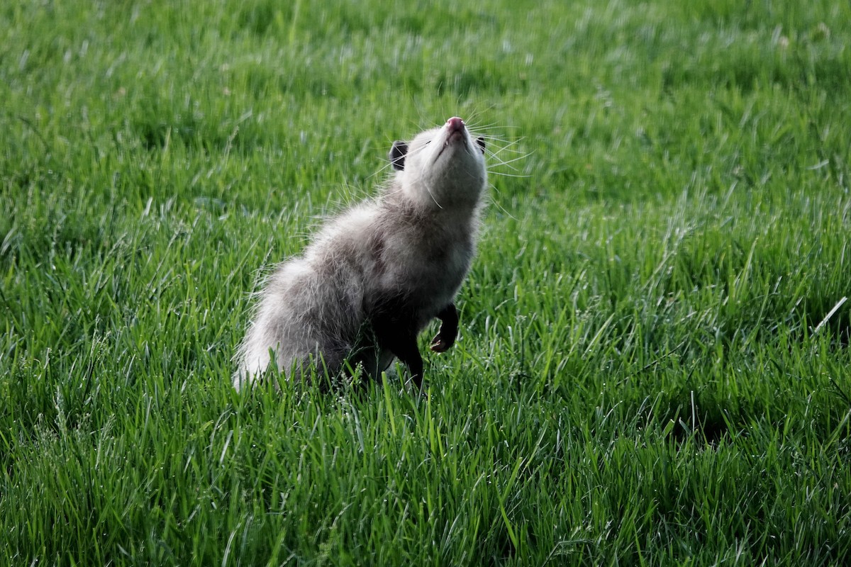 Opossums - ML634925306