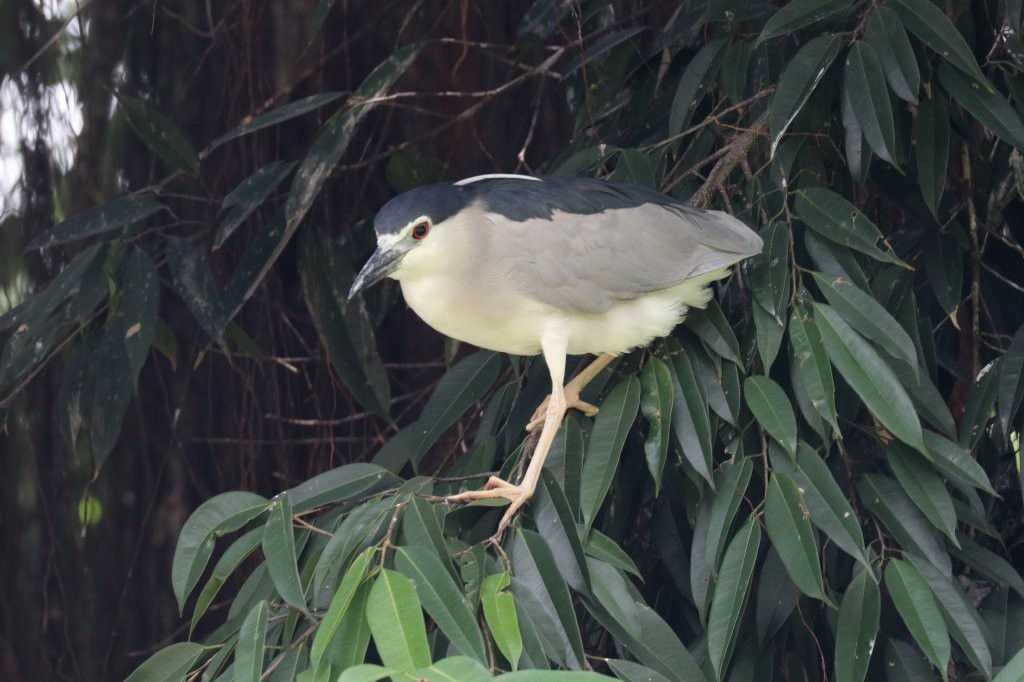 Black-crowned Night Heron - ML634925396