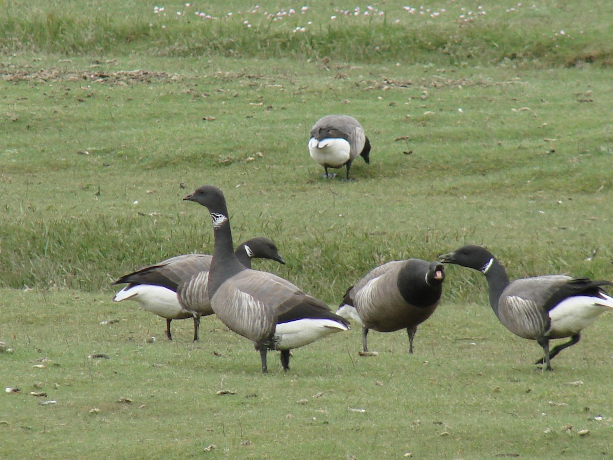 Brant - ML634925652
