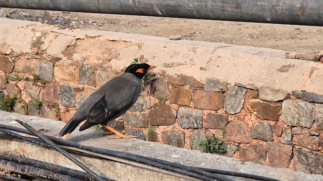 Bank Myna - ML634925867
