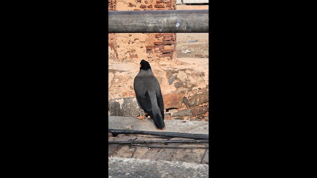 Bank Myna - ML634925869