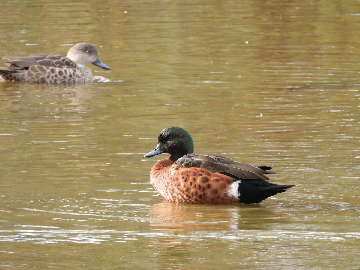 Chestnut Teal - ML634925895