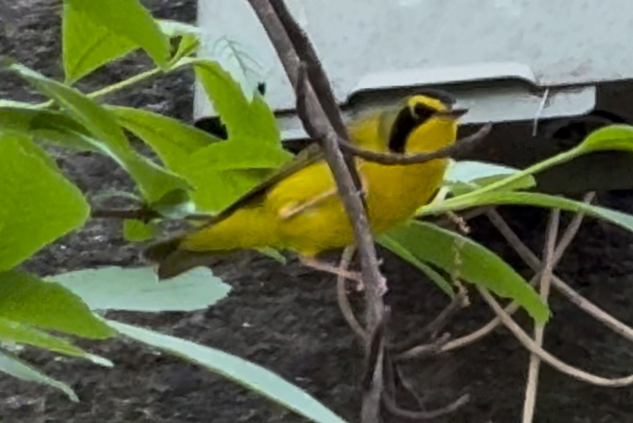 Kentucky Warbler - ML634925898