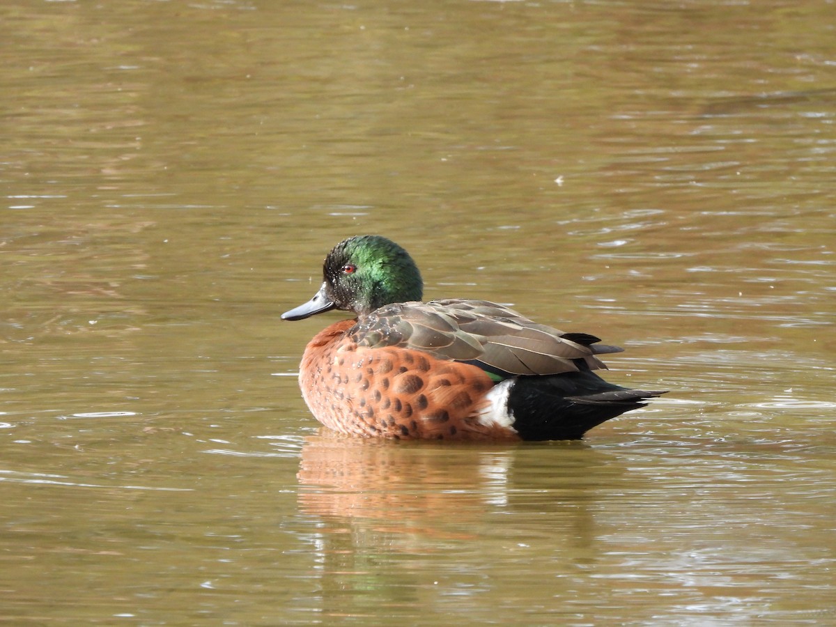 Chestnut Teal - ML634925903