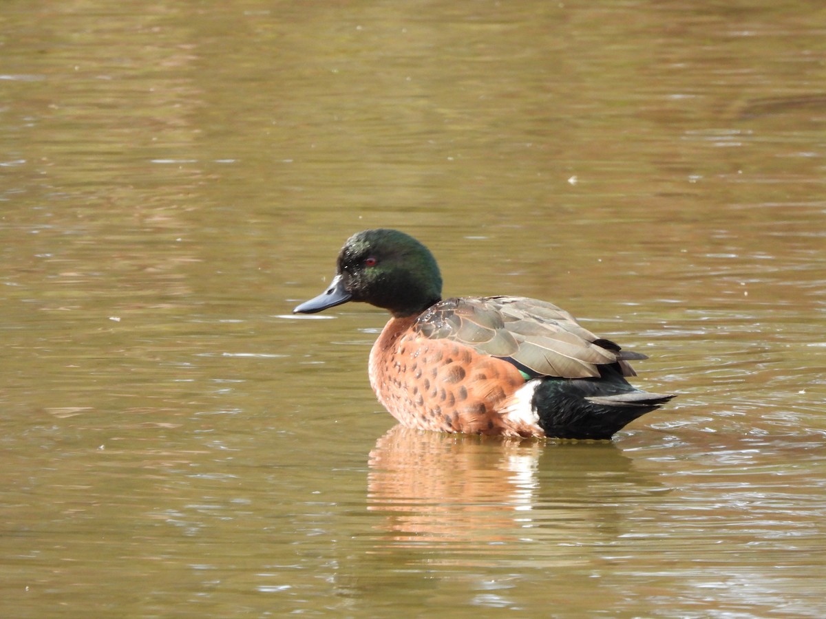 Chestnut Teal - ML634925912