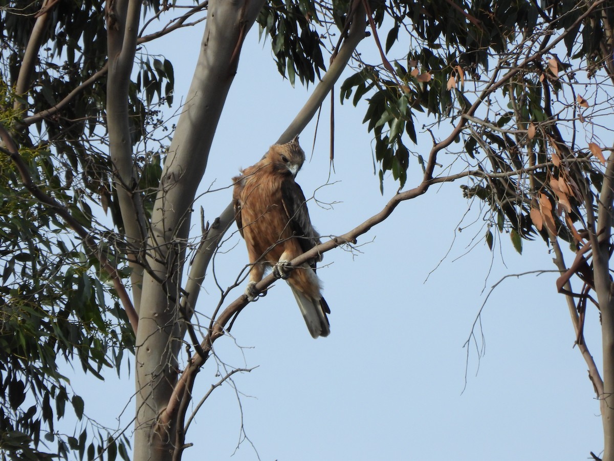 Little Eagle - ML634925929