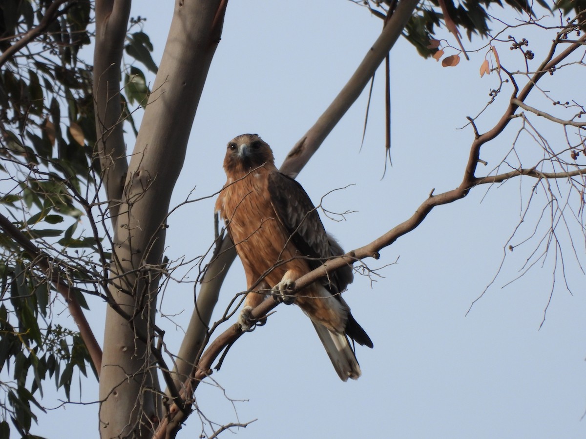 Little Eagle - ML634925938