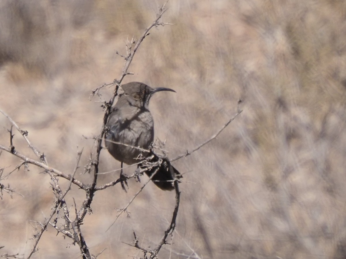 Crissal Thrasher - ML634925943