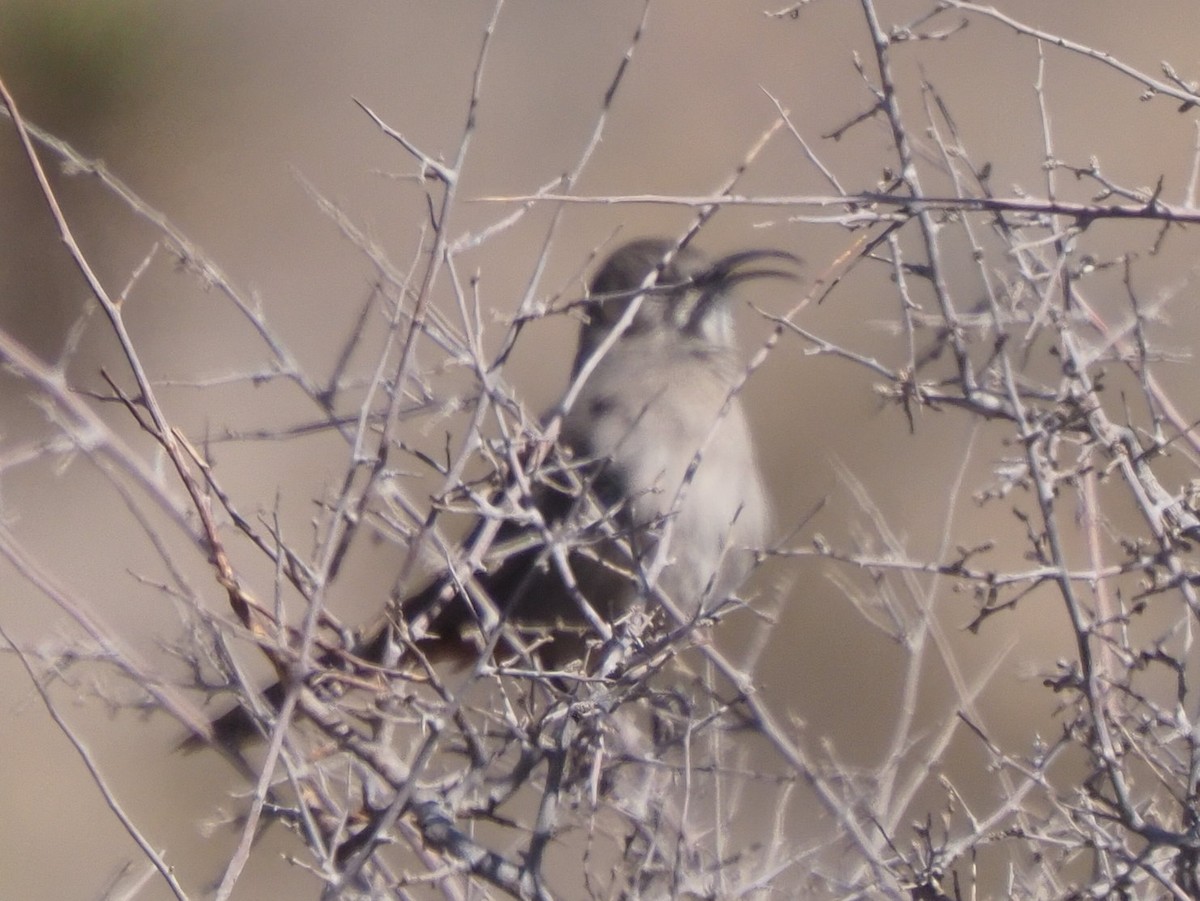 Crissal Thrasher - ML634925944