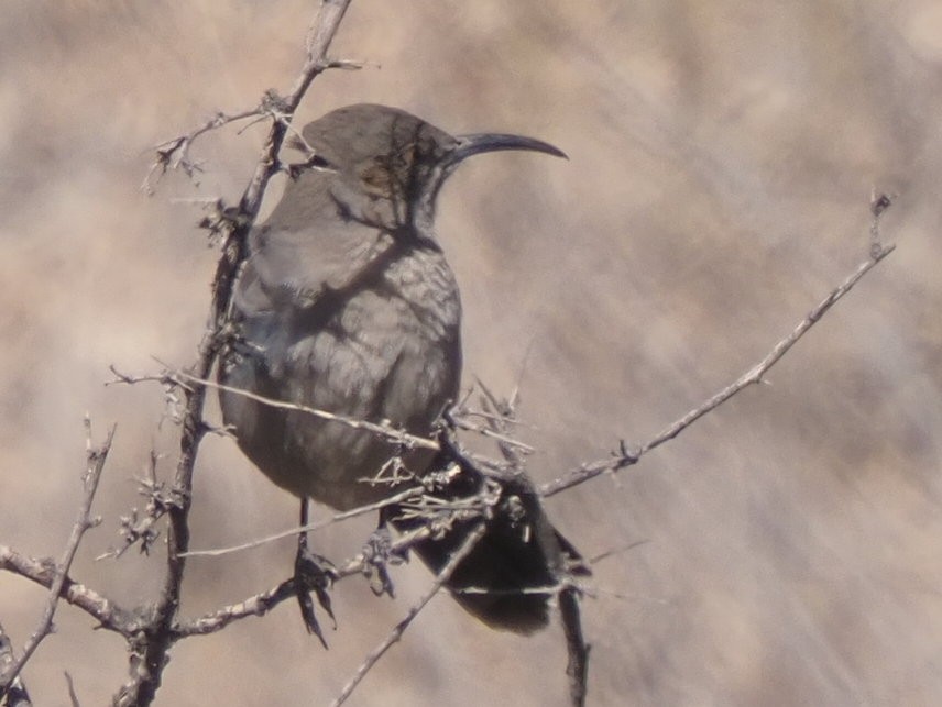 Crissal Thrasher - ML634925945