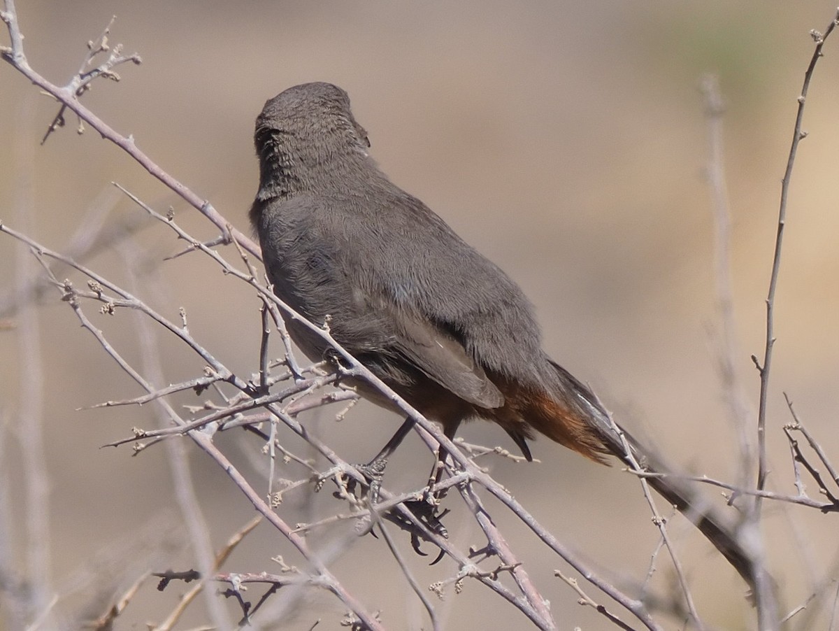 Crissal Thrasher - ML634925963