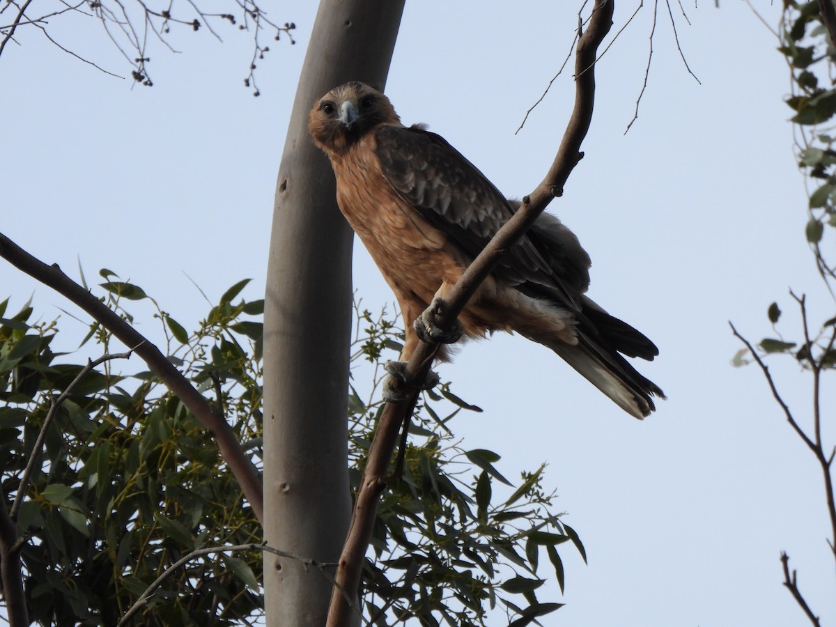 Little Eagle - ML634925976