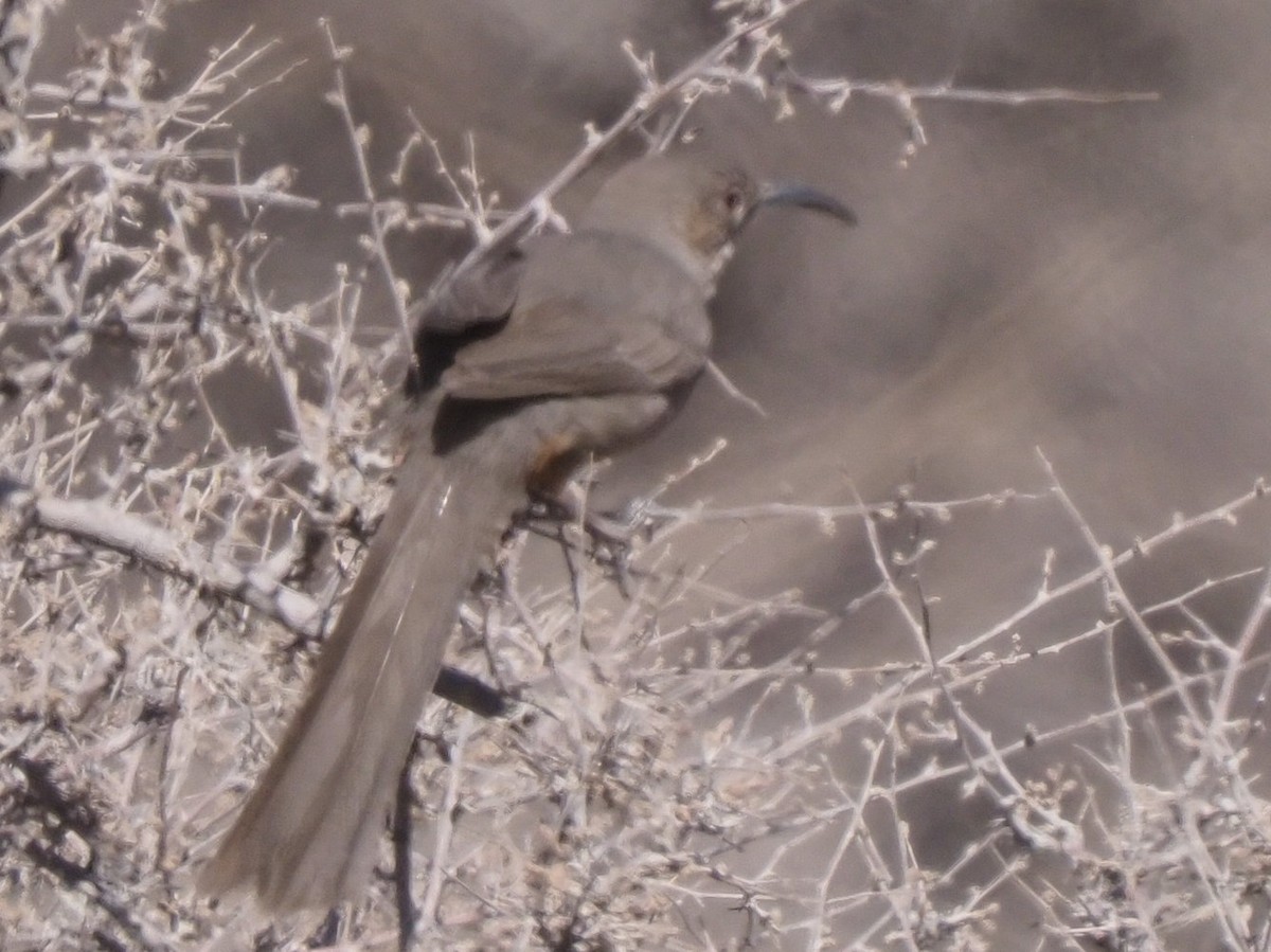 Crissal Thrasher - ML634925980