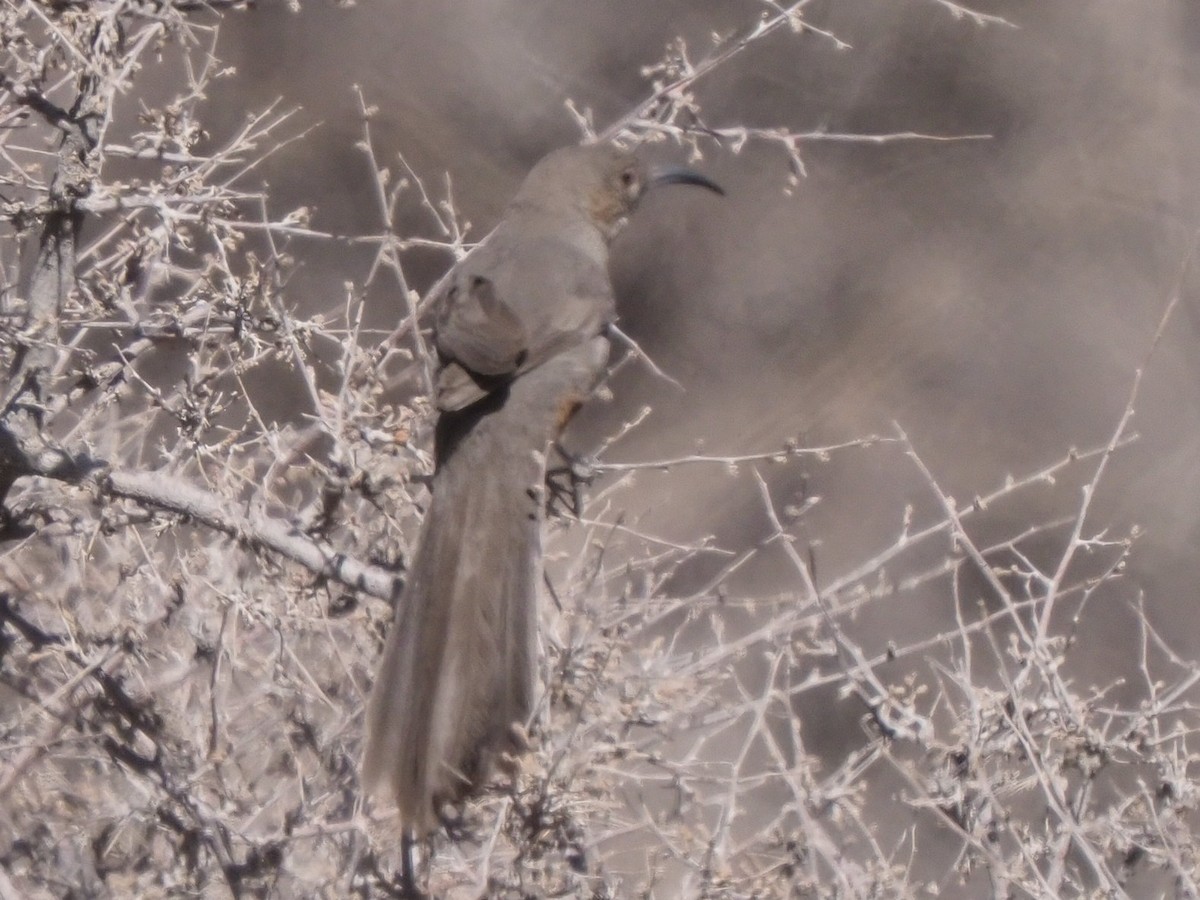 Crissal Thrasher - ML634925982