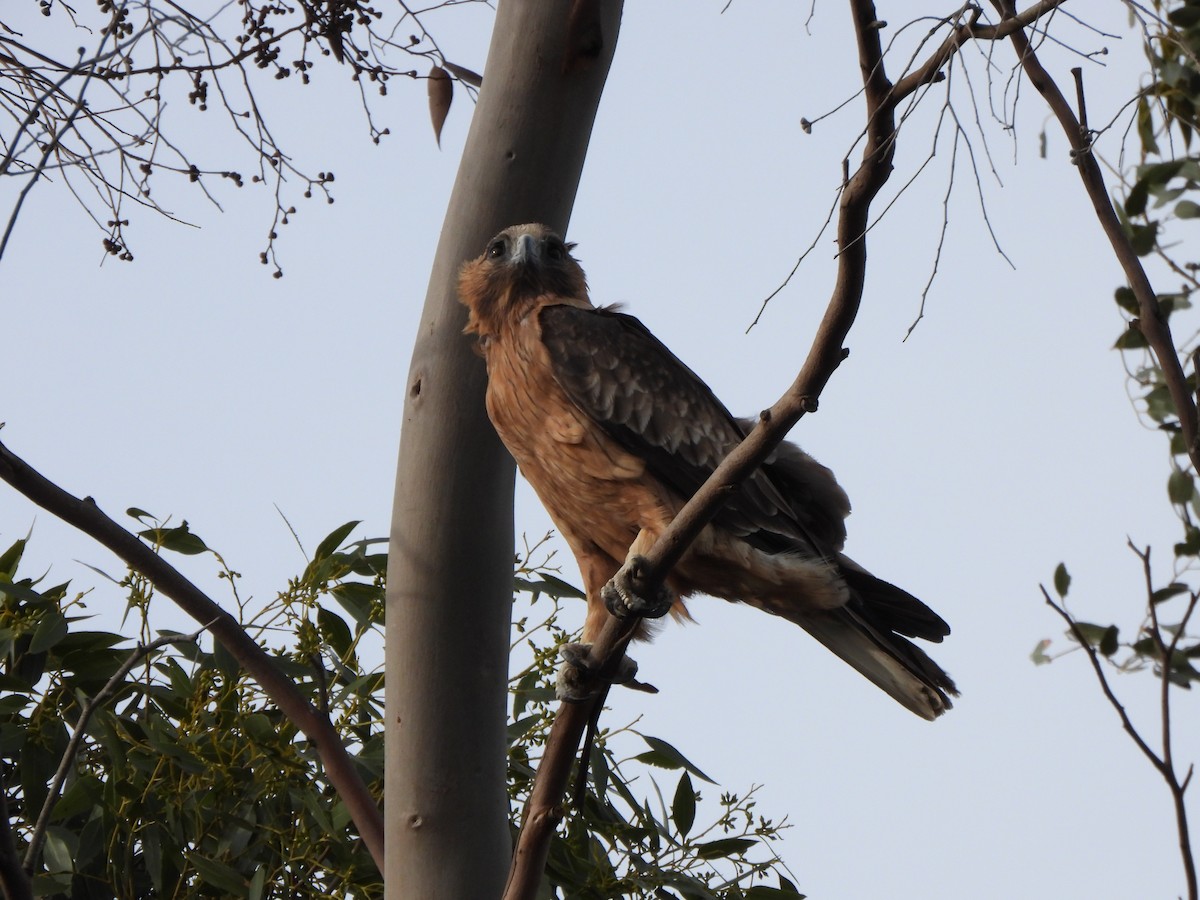 Little Eagle - ML634925990