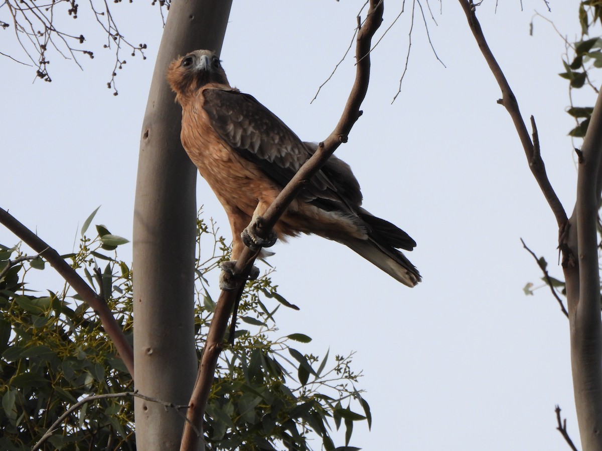 Little Eagle - ML634926004