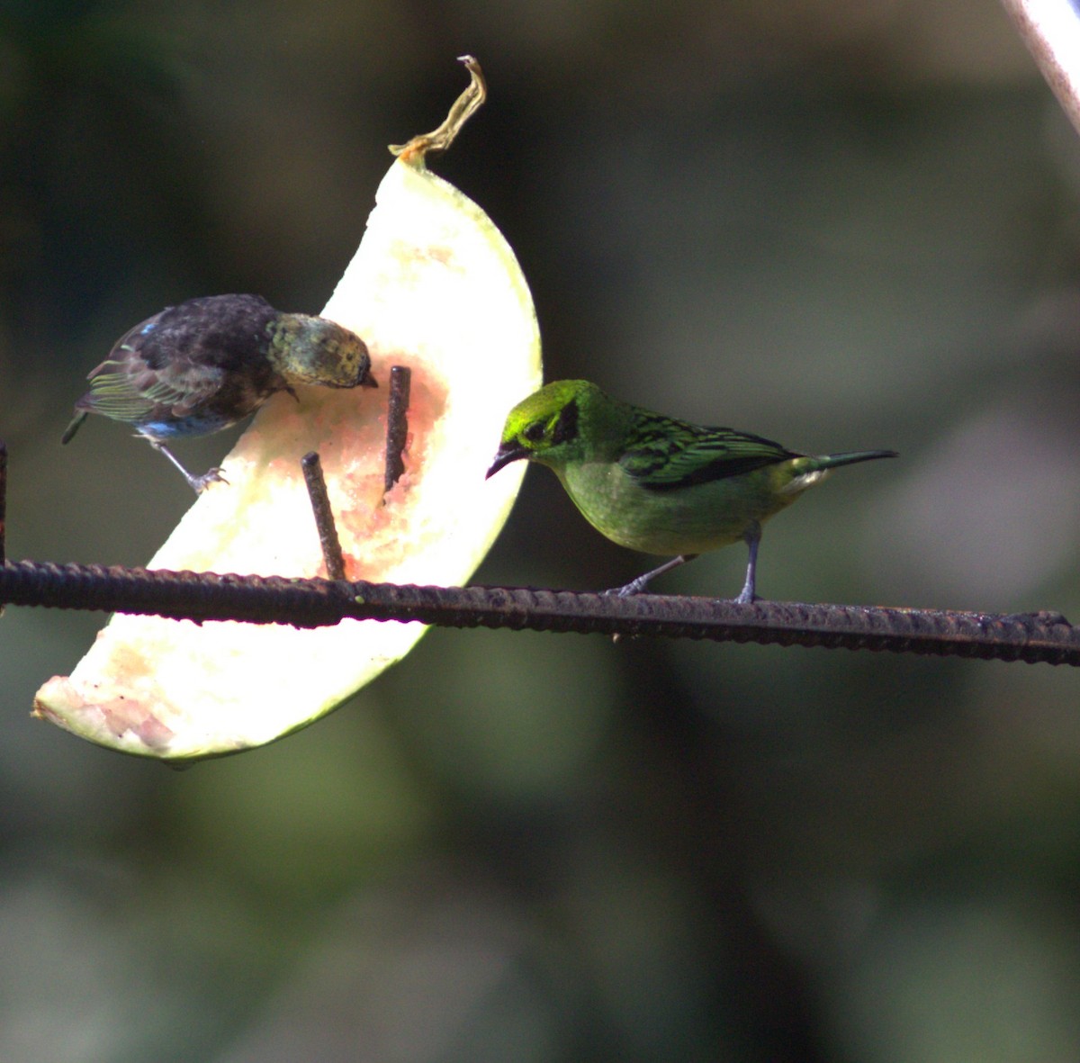 Emerald Tanager - ML634926007