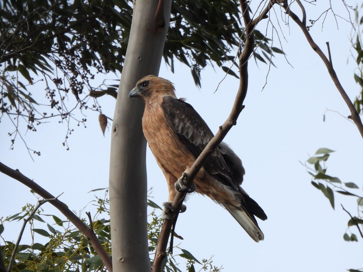 Little Eagle - ML634926020