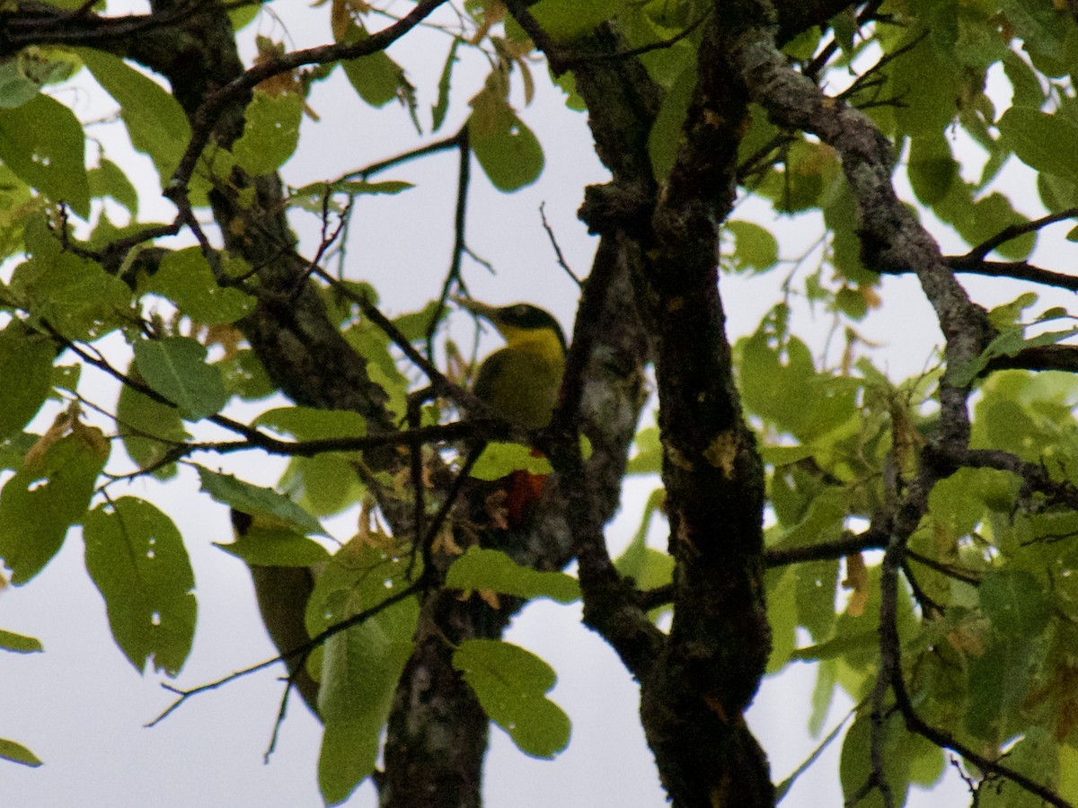 Black-headed Woodpecker - ML634926026