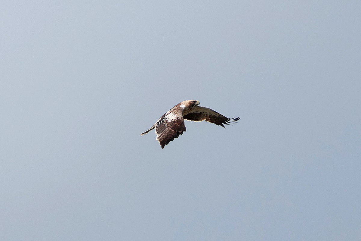 Booted Eagle - ML634926041