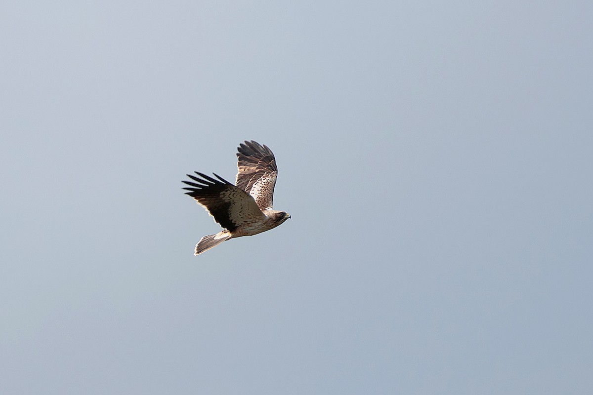 Booted Eagle - ML634926042