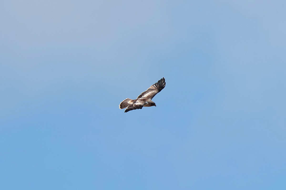 Booted Eagle - ML634926043