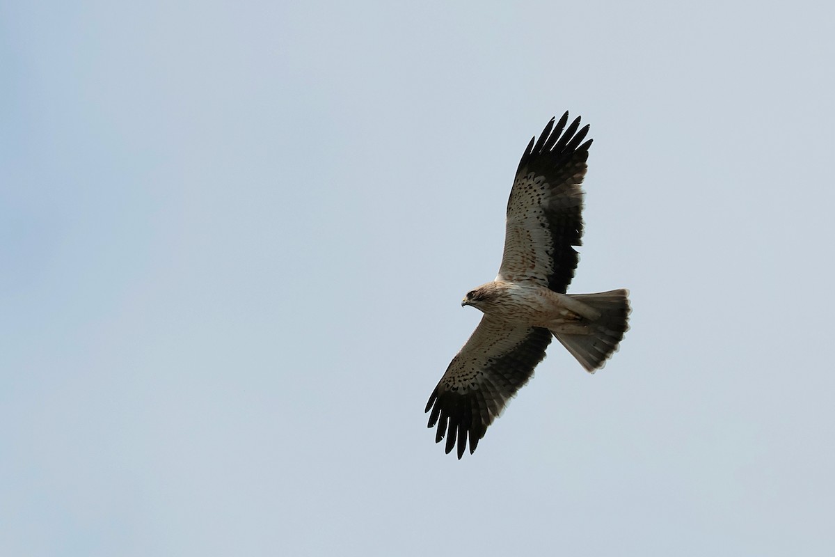Booted Eagle - ML634926044