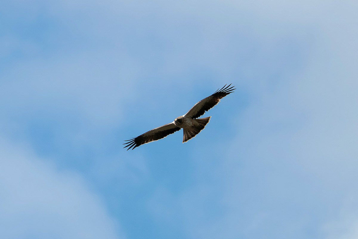 Booted Eagle - ML634926045