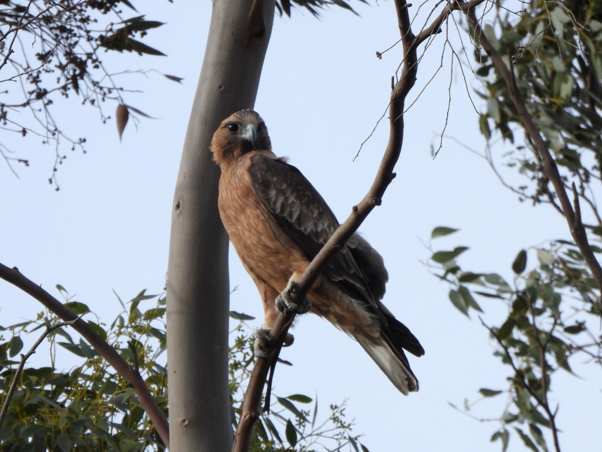 Little Eagle - ML634926048