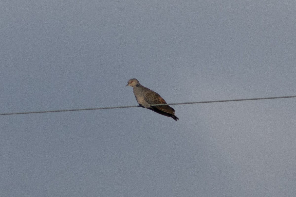 Dusky Turtle-Dove - ML634926051