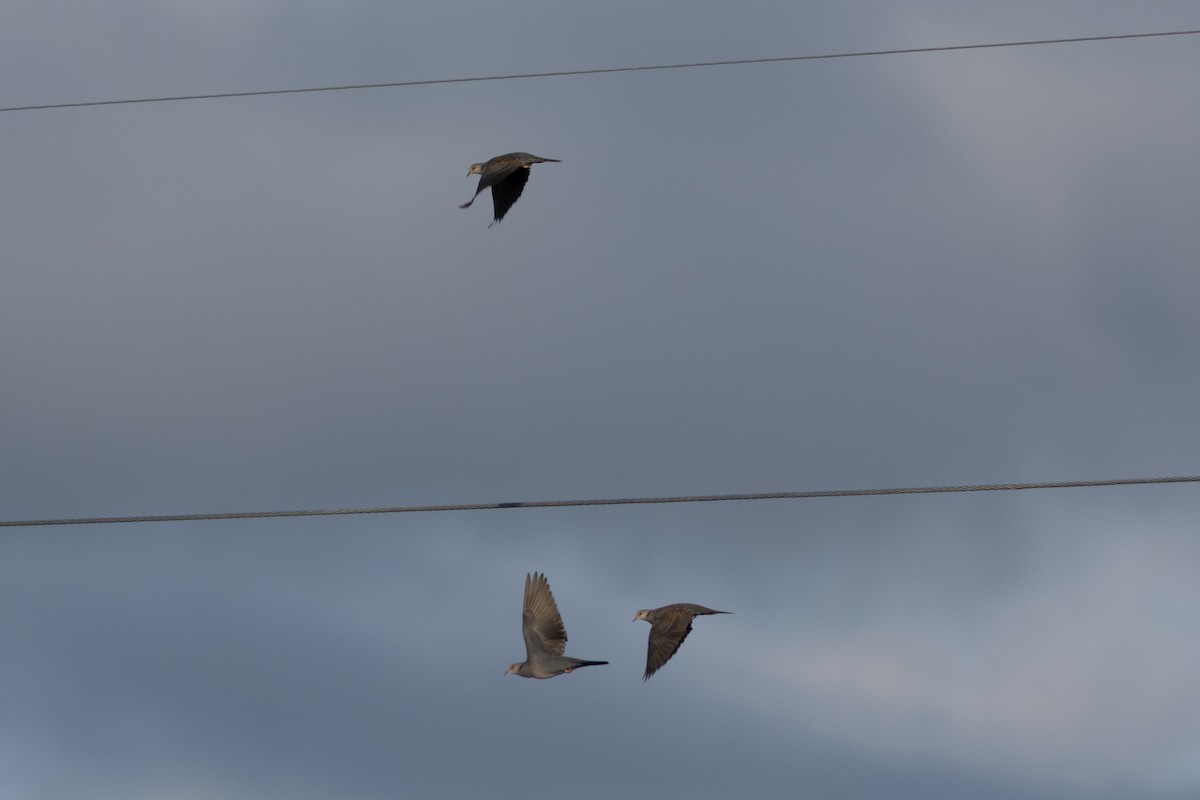 Dusky Turtle-Dove - ML634926052